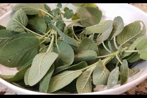 SAGE HEALTH BENEFITS ~ MAKING SAGE ELIXER AND TINCTURE