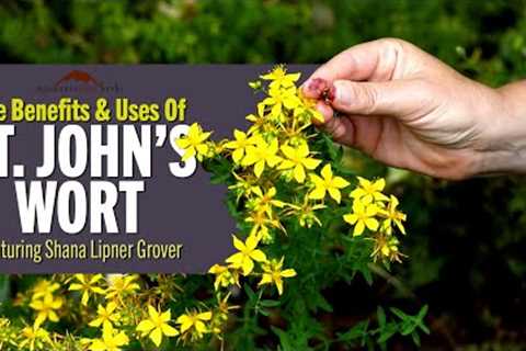 The Benefits & Uses of St. John''s Wort | Featuring Shana Lipner Grover