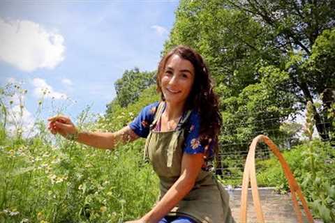 What is Growing in the Medicinal Garden?? {Harvesting Calendula & Chamomile!!}