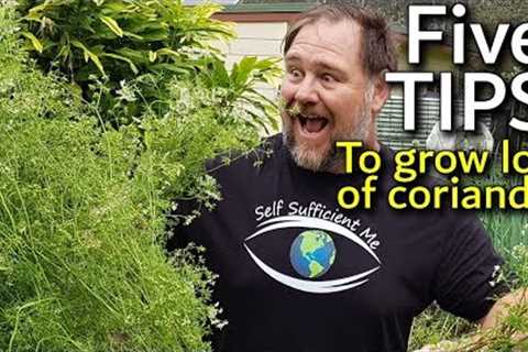 5 Tips How to Grow a Ton of Coriander or Cilantro in Container/Garden Bed