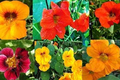 Nasturtiums: Growing, Uses, and Benefits