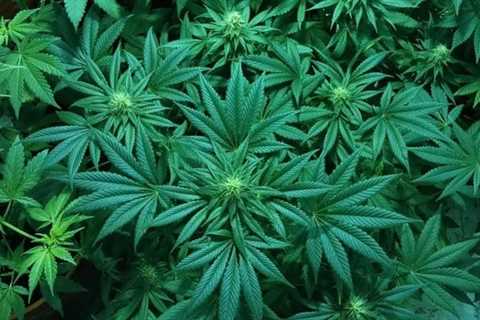 DeSantis signs hemp product restriction bill (Newsletter: July 10, 2023) - Marijuana Moment