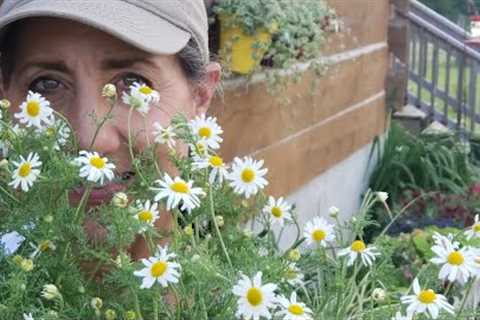 What you DIDN''T know about Chamomile! Growing | Harvesting | Uses