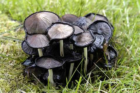 Black Mold Mushrooms