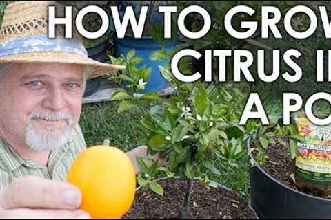 How to Grow CITRUS in Containers, Step by Step || Black Gumbo