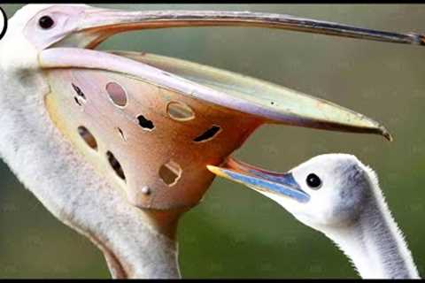 This Is Why Pelicans Hate Their Kids