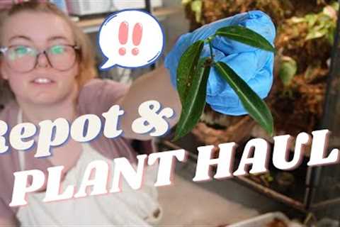 WISHLIST RARE Exciting Plant Haul & Repot 25 Plants With Me!
