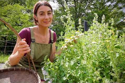 Meet Catmint- A perfect Herb for a Cranky someone!