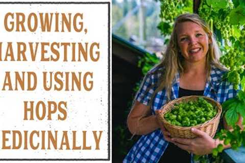 GROWING, HARVESTING AND USING HOPS MEDICINALLY