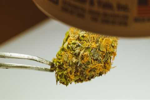 Interesting Facts About Medical Marijuana And Apple Fritter Flower In The Bronx