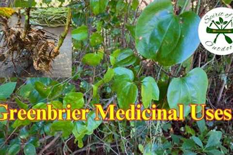 Greenbriar-Smilax rotundafolia Medicinal Uses