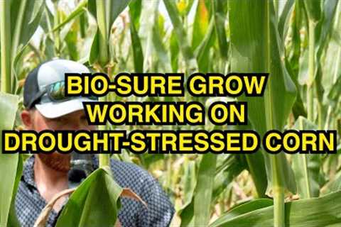 Bio-Sure Grow on Drought-Stressed Corn! 🥵🌽