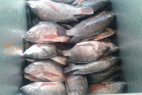 If you're in Ongata Rongai today, drop in for some.... TILAPIA Price per fish:…