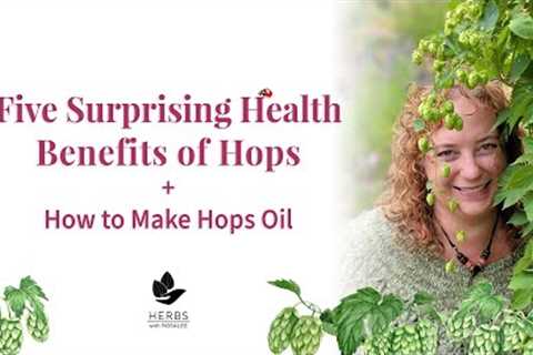 Medicinal Hops Benefits | Humulus lupulus + Hops Oil Recipe