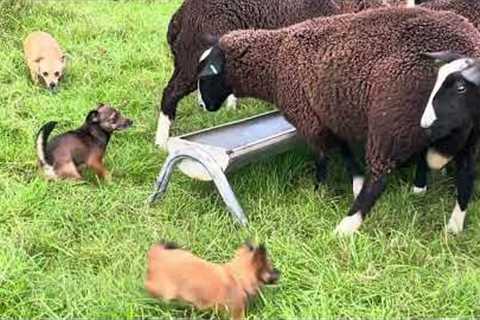 Storm Agnes preparation, Horses gallop to shed, lambs stampede to food