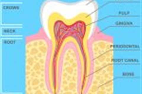 Periodontal ligament