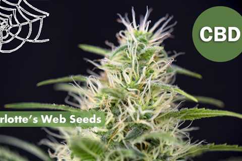 Kush Cannabis Seeds Vs Charlotte’s Web Cannabis Seeds: Which Is Better For You In 2023?