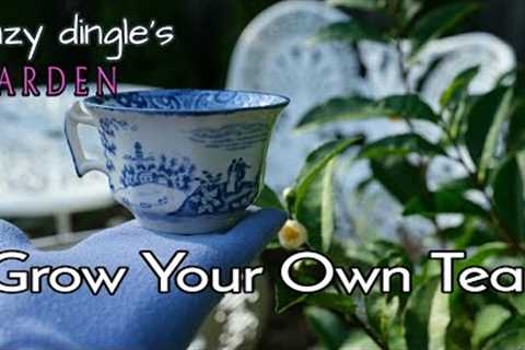 How to Grow Tea Leaves at Home : Camellia sinensis care instructions