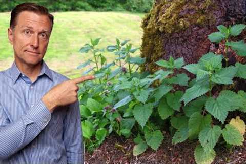 #1 Best Backyard Weed for Arthritis (RHEUMATOID, OSTEO & GOUT)