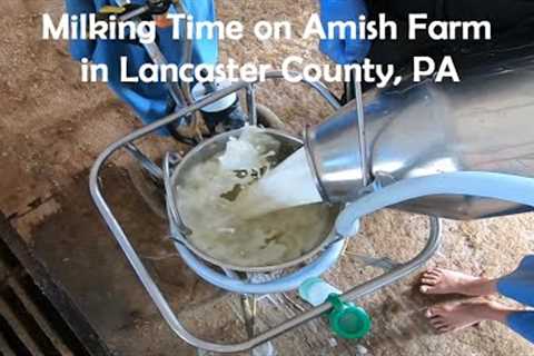 It''s Evening Milking Time On The Farm...Amish Farm Lancaster County, PA