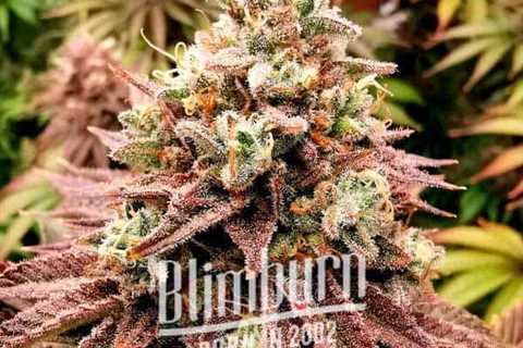 White Widow Cannabis Seeds Vs Lava Cake Cannabis Seeds: Which Is Better For You?
