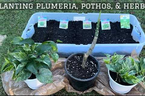 Potting Marble Queen Pothos, Starting Herbs , and Rooting a Plumeria Branch