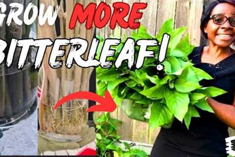 How to Grow More Bitterleaf in a Home Garden (COMPLETE Growing Guide from Cuttings to Harvest)