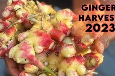 Ginger Harvest 2023.