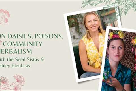 On Daisies, Poisons, and Community Herbalism with the Seed Sistas