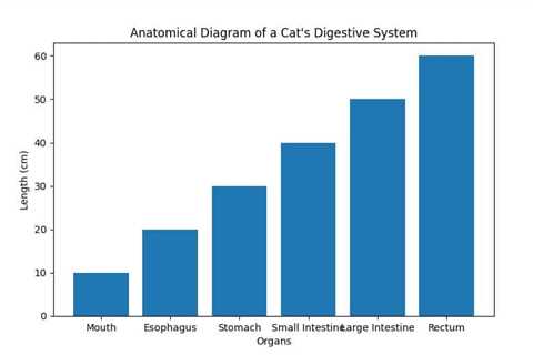 Unlocking the Benefits of CBD Oil for Cats’ Digestive Health