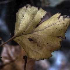 Golden Leaf IV (Spectacular)