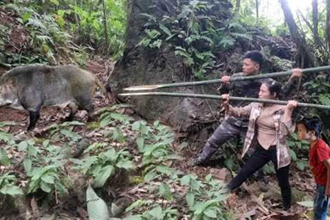 Family together. Giant wild boar trap. make smoked meat. taro harvest. and medicinal herbs