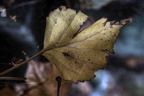 Golden Leaf IV (Spectacular)