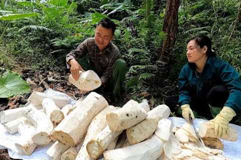 Go to the forest to get wild potatoes and herbs, life with passion