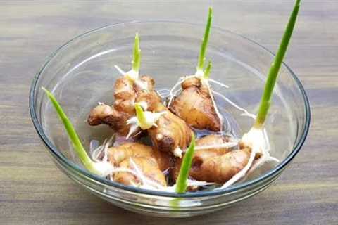 How to grow ginger, garlic, lemongrass at home