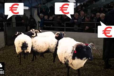 THE MOST EXPENSIVE HORNED EWES I''VE EVER SEEN!