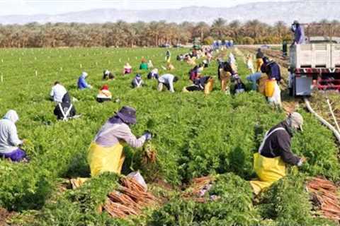 American Farmers Harvest Billions Of Pounds Of Fruit And Vegetables This Way - Farming