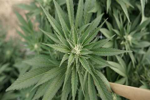 What qualifies for medical marijuanas in oklahoma?