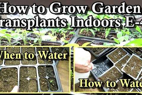 How to Grow Garden Transplants Indoors on A Budget: E-4 When & How to Water Seed Starts..