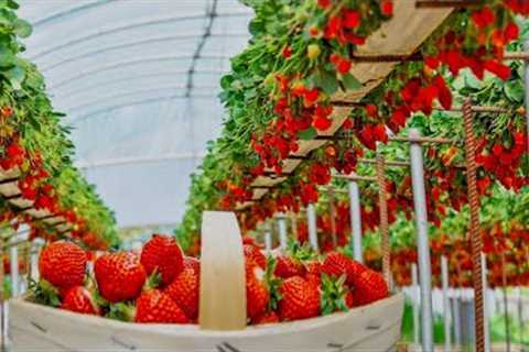 The world''s most modern way of growing hydroponic strawberries