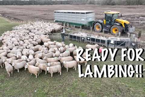 COMING HOME FOR LAMBING!!