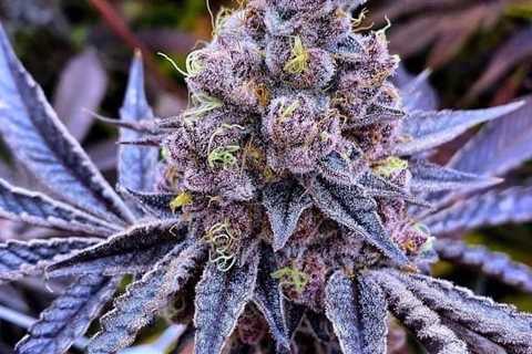 Point Break grown by IG/white_wolf_cannabis 😍 #surfrseeds⁣…