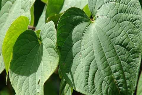 The Cultural and Spiritual Significance of Hawaiian <b>Kava Root</b>