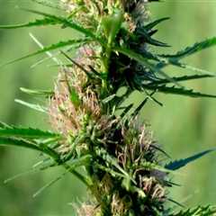 What Medical Conditions Can Indica Be Used For?