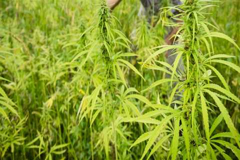 Are hemp companies profitable?