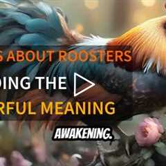 Dreams About Roosters: Meaning and Awakening Symbolism - The Powerful Meaning