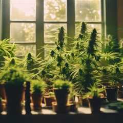 Best USA Sources for Marijuana Seeds Online