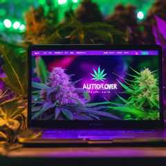 Best Autoflower Cannabis Banks Online