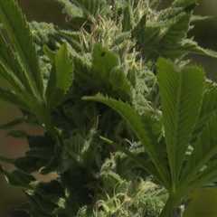Regulations and Testing of Marijuana Products in Hattiesburg, MS