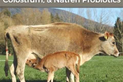 Saccharomyces boulardii, Colostrum, & Natren Probiotics